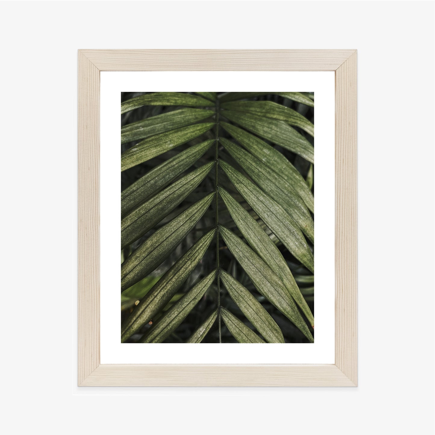 Poster Exotische Palmblätter Rahmen Hölzern Farbe Natürlich