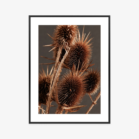 Poster Trockene Klette Rahmen Holz Mit Passepartout Farbe Weiß