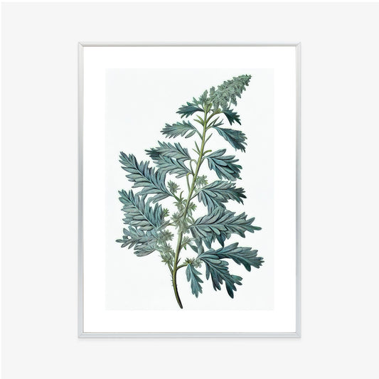 Poster Salbeiblatt Rahmen Holz Mit Passepartout Farbe Natürlich