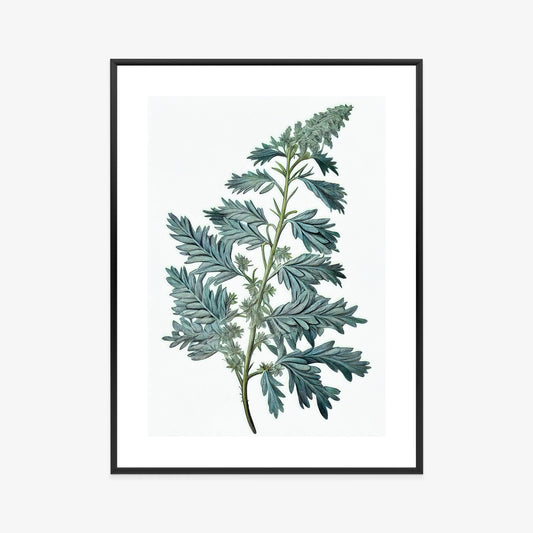 Poster Salbeiblatt Rahmen Holz Mit Passepartout Farbe Natürlich