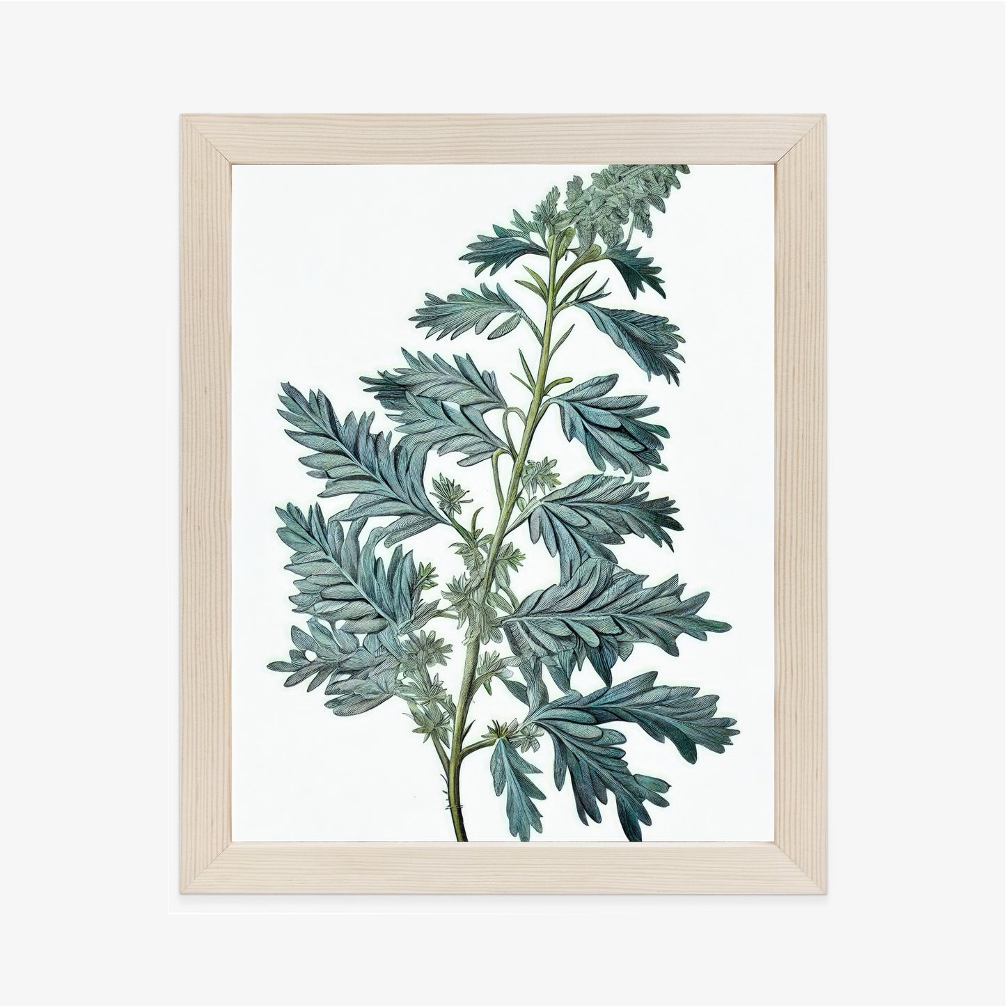Poster Salbeiblatt Rahmen Holz Mit Passepartout Farbe Natürlich