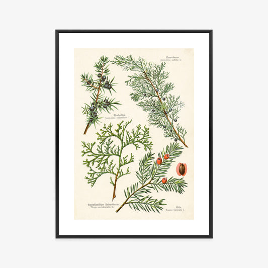 Poster Bilder Alter Botanischer Pflanzen Rahmen Aluminium Mit Passepartout Farbe Silber