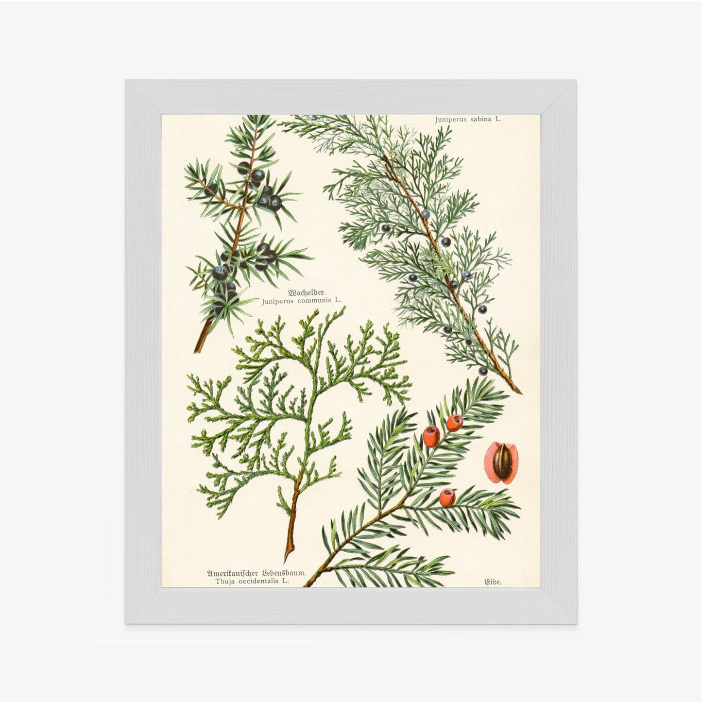 Poster Bilder Alter Botanischer Pflanzen Rahmen Aluminium Mit Passepartout Farbe Silber