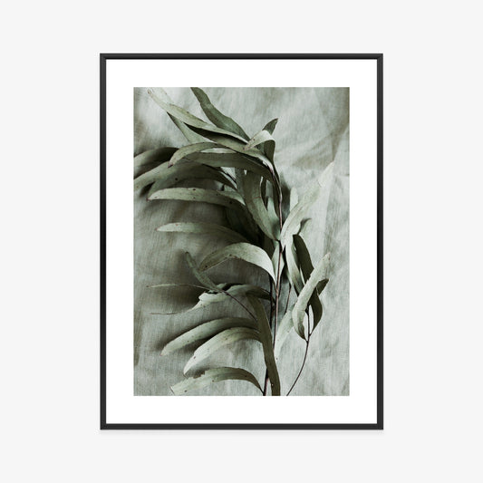 Poster Grüner Zweig Mit Trockenem Eukalyptus Rahmen Holz Mit Passepartout Farbe Natürlich