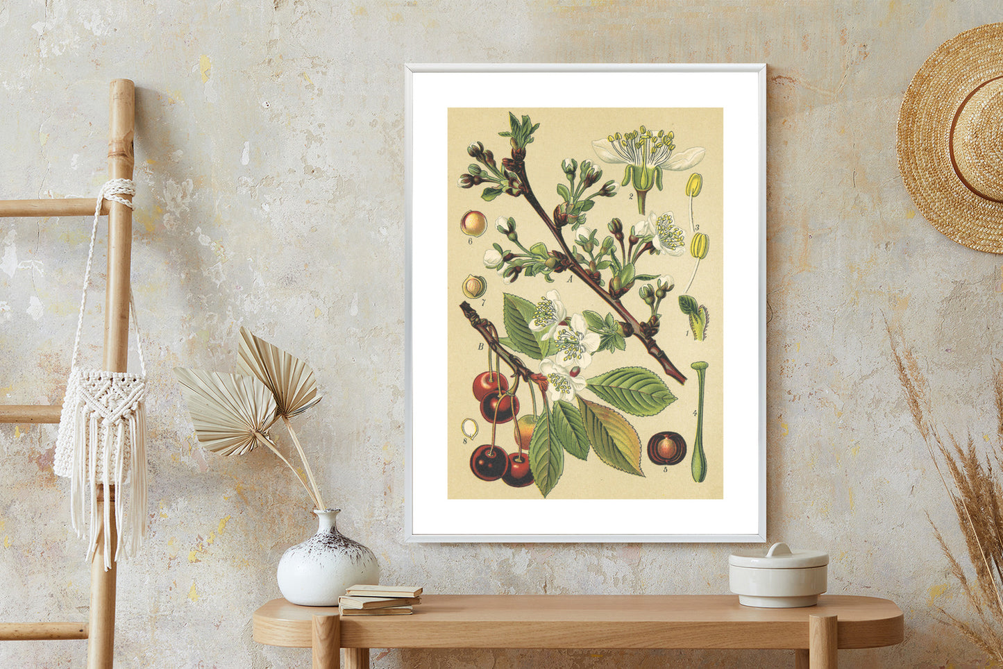 Poster Vintage Botanische Illustration Von Kirschblüten Rahmen Holz Mit Passepartout Farbe Natürlich