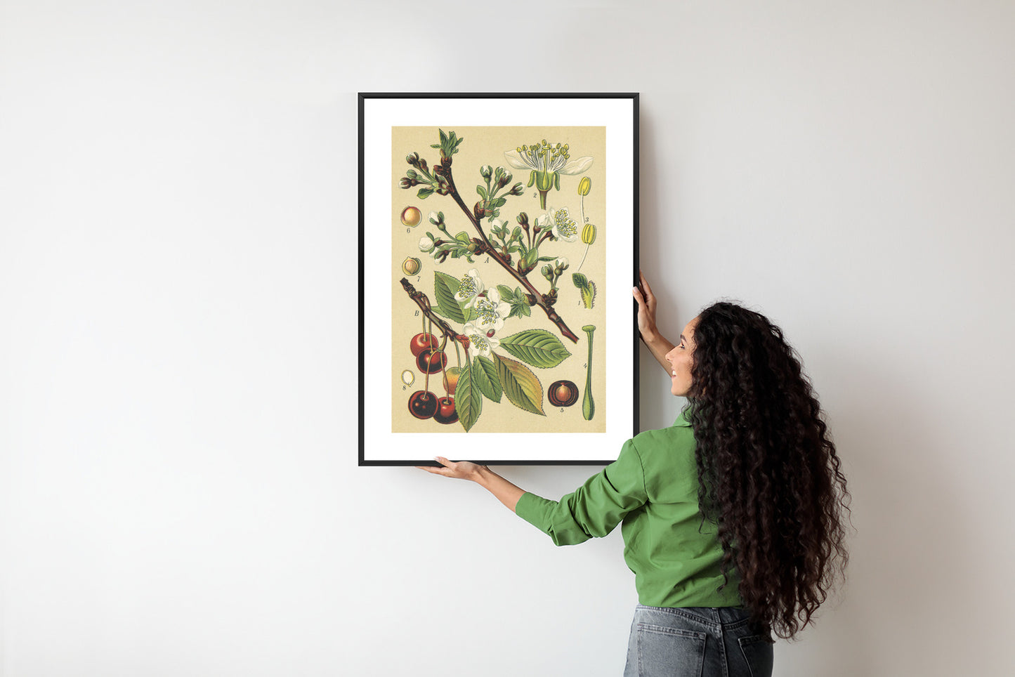 Poster Vintage Botanische Illustration Von Kirschblüten Rahmen Holz Mit Passepartout Farbe Natürlich