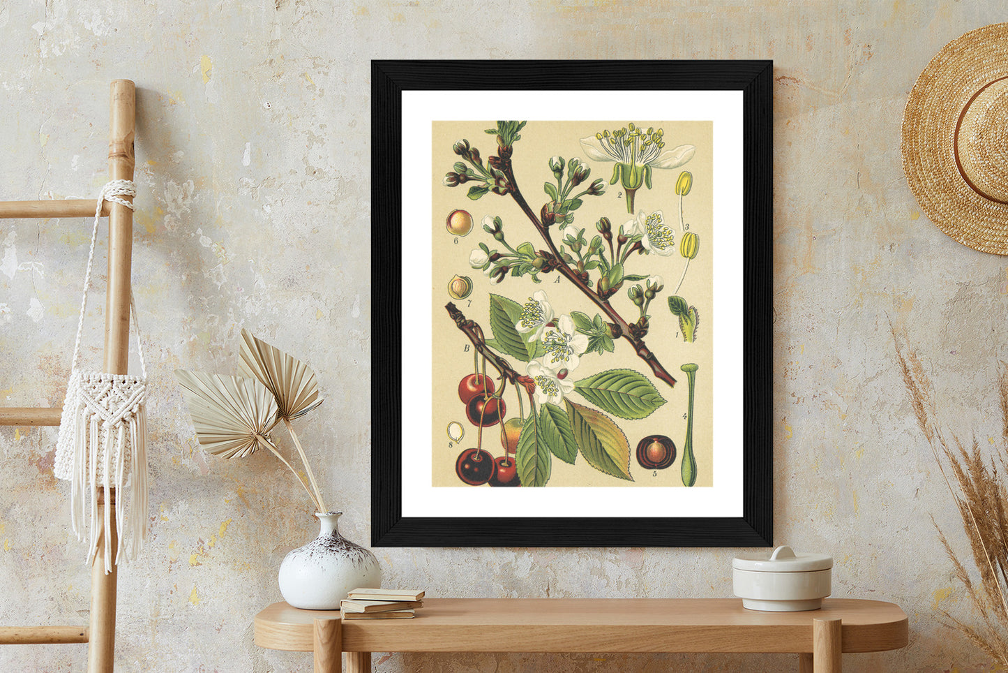 Poster Vintage Botanische Illustration Von Kirschblüten Rahmen Holz Mit Passepartout Farbe Natürlich