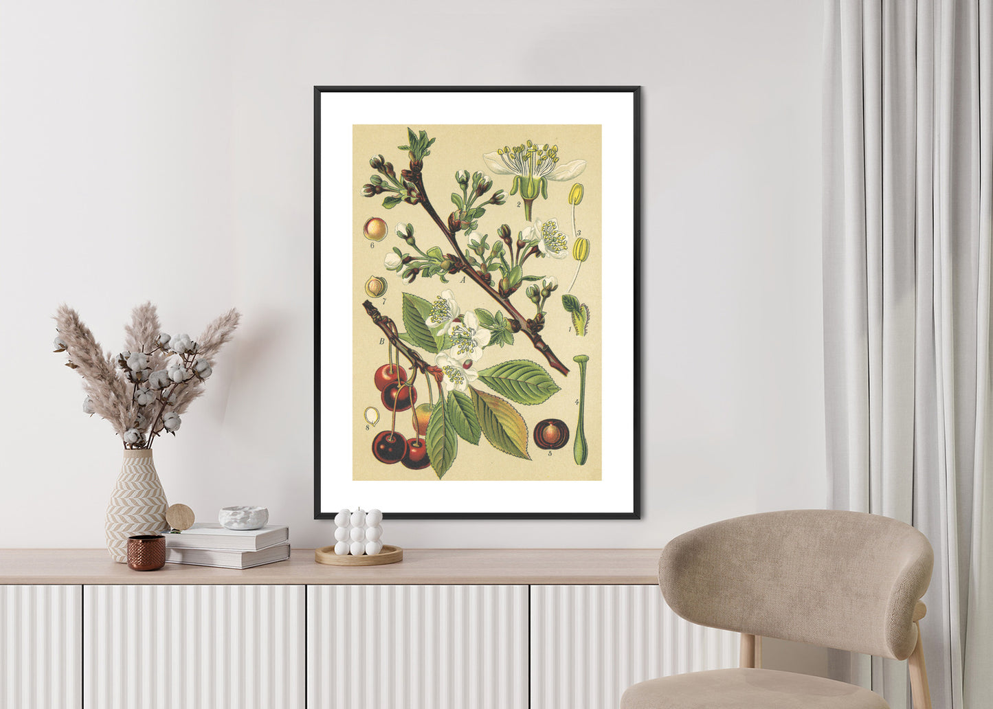 Poster Vintage Botanische Illustration Von Kirschblüten Rahmen Holz Mit Passepartout Farbe Natürlich