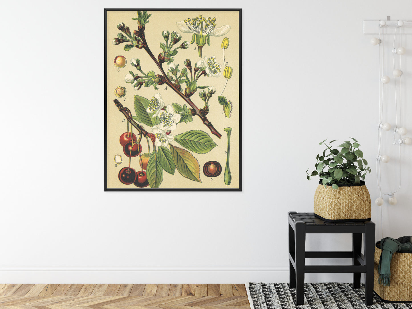 Poster Vintage Botanische Illustration Von Kirschblüten Rahmen Holz Mit Passepartout Farbe Natürlich