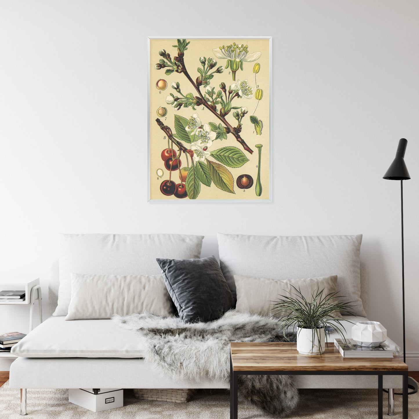 Poster Vintage Botanische Illustration Von Kirschblüten Rahmen Holz Mit Passepartout Farbe Natürlich