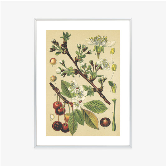 Poster Vintage Botanische Illustration Von Kirschblüten Rahmen Holz Mit Passepartout Farbe Natürlich