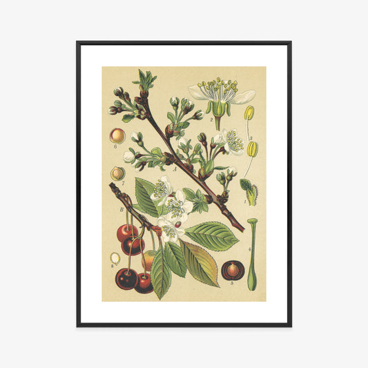 Poster Vintage Botanische Illustration Von Kirschblüten Rahmen Holz Mit Passepartout Farbe Natürlich