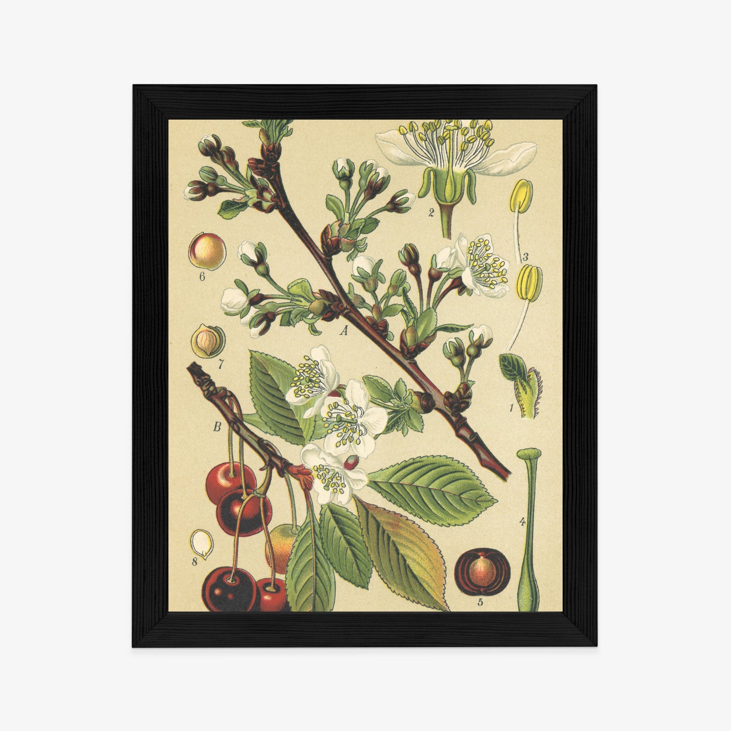 Poster Vintage Botanische Illustration Von Kirschblüten Rahmen Holz Mit Passepartout Farbe Natürlich