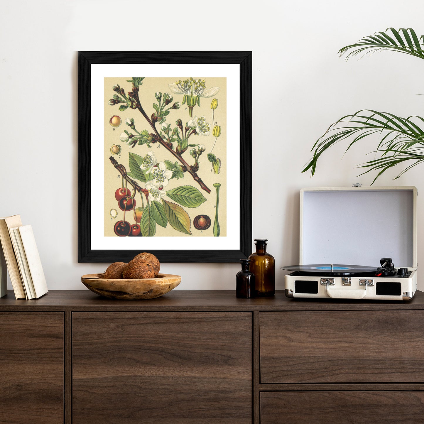 Poster Vintage Botanische Illustration Von Kirschblüten Rahmen Holz Mit Passepartout Farbe Natürlich