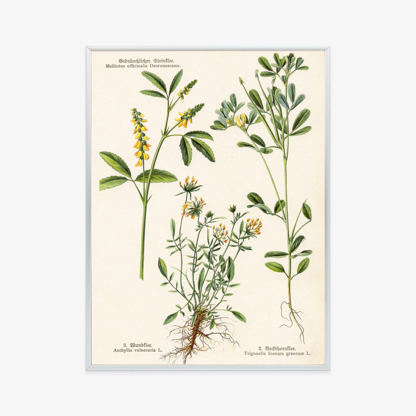 Poster Verschiedene Botanische Pflanzen Rahmen Holz Mit Passepartout Farbe Natürlich
