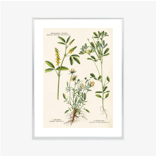 Poster Verschiedene Botanische Pflanzen Rahmen Holz Mit Passepartout Farbe Natürlich