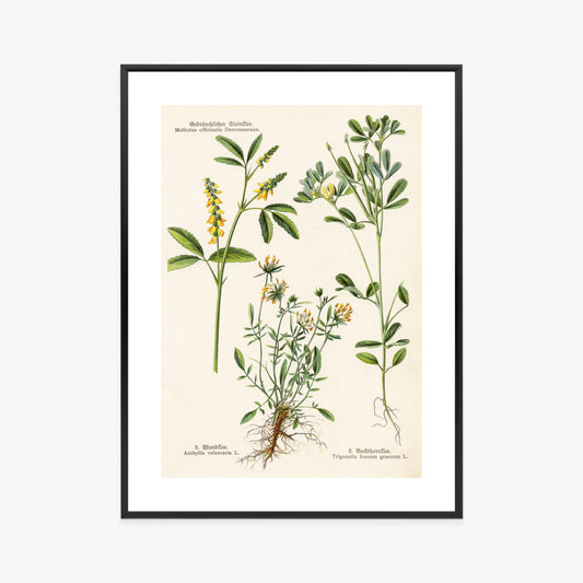 Poster Verschiedene Botanische Pflanzen Rahmen Holz Mit Passepartout Farbe Natürlich