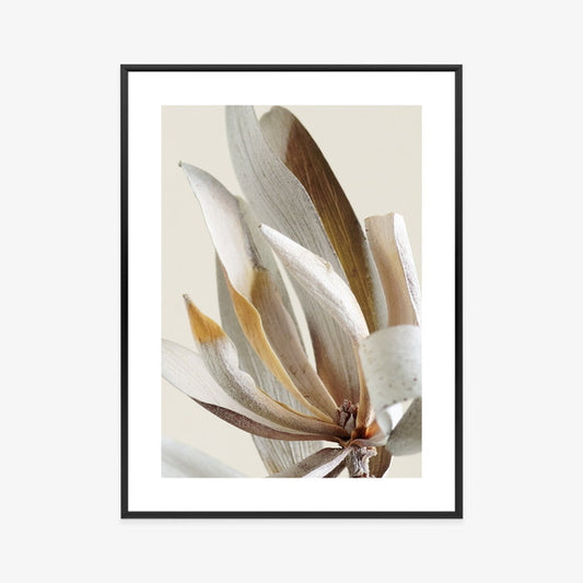 Poster Trockene Protea-Blätter Rahmen Holz Mit Passepartout Farbe Natürlich