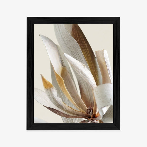 Poster Trockene Protea-Blätter Rahmen Holz Mit Passepartout Farbe Natürlich