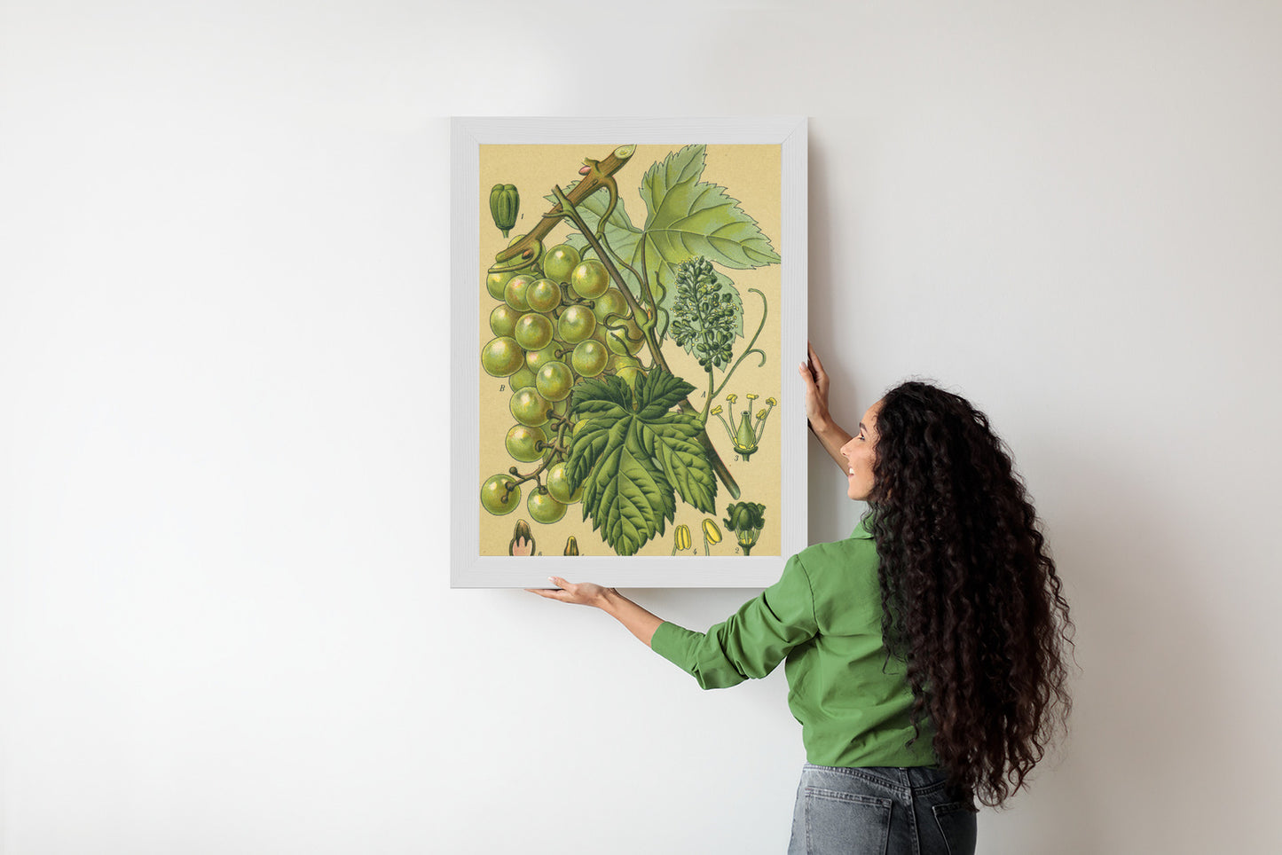 Poster Vintage Botanische Illustration Von Trauben Mit Blättern