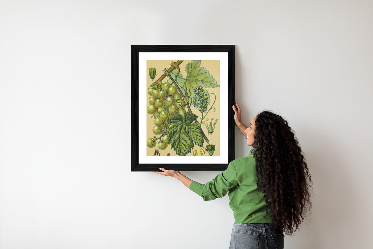 Poster Vintage Botanische Illustration Von Trauben Mit Blättern