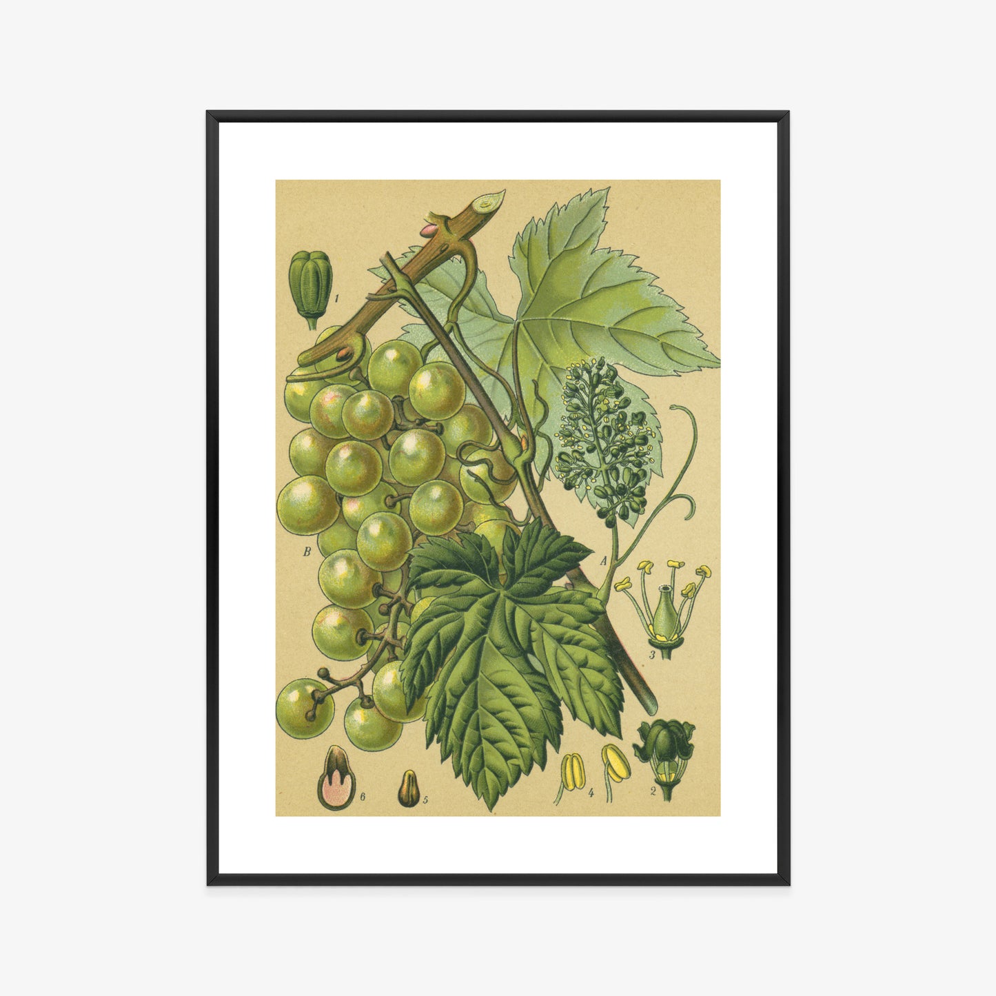 Poster Vintage Botanische Illustration Von Trauben Mit Blättern