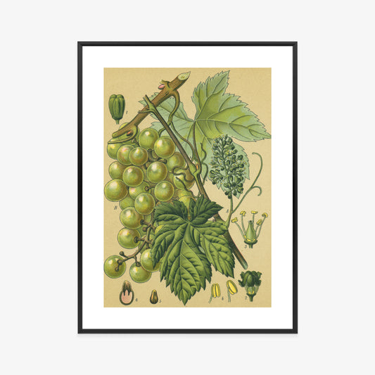 Poster Vintage Botanische Illustration Von Trauben Mit Blättern