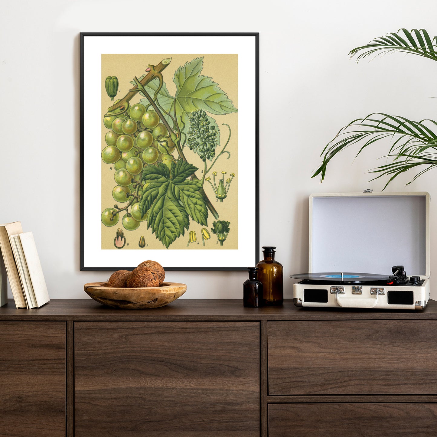 Poster Vintage Botanische Illustration Von Trauben Mit Blättern
