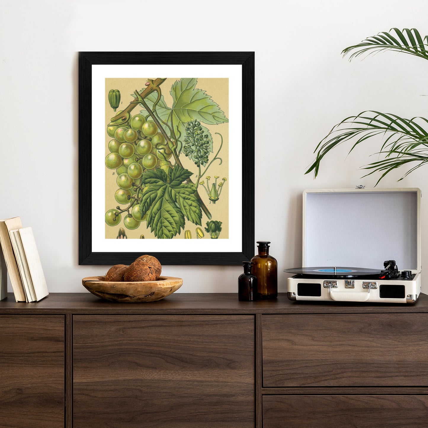 Poster Vintage Botanische Illustration Von Trauben Mit Blättern