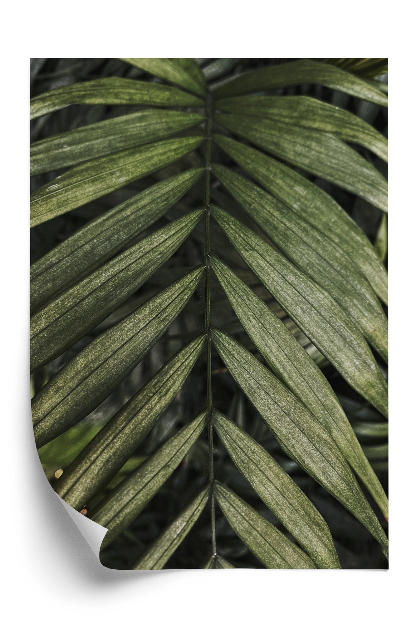 Poster Exotische Palmblätter Rahmen Hölzern Farbe Natürlich