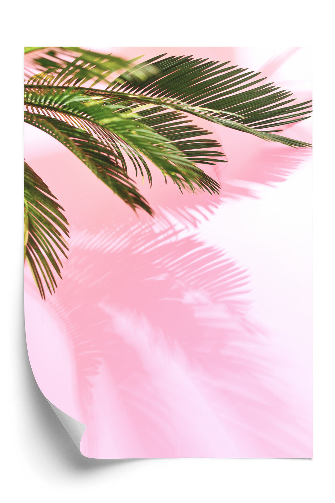Poster Sommerpalme Vor Einer Rosa Wand