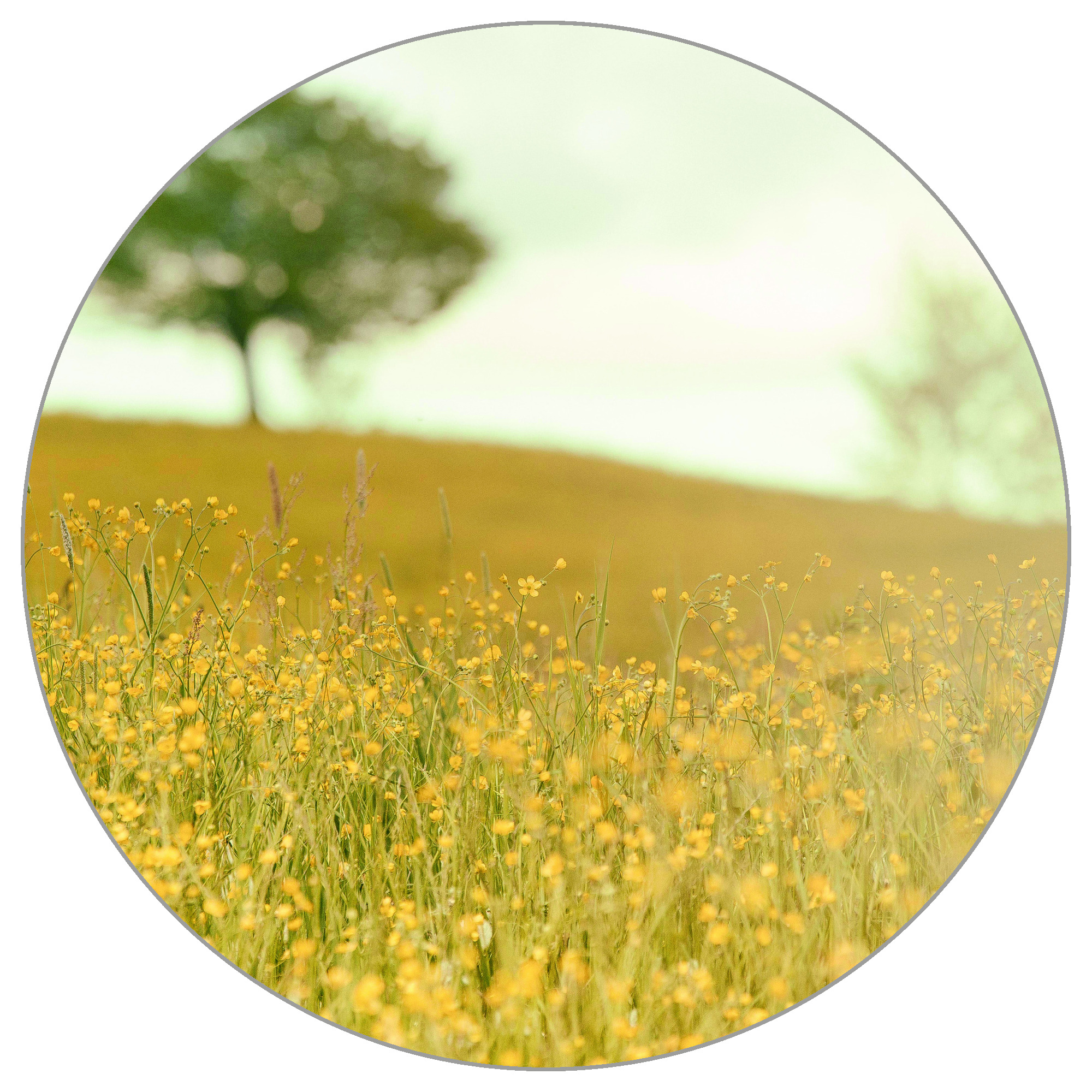 Fototapete Rund Später Nachmittag Auf Der Wiese