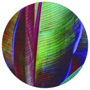 Fototapete Rund Bananenblatt Von François Casanova