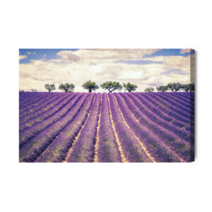 Leinwandbild Lavendelfeld
