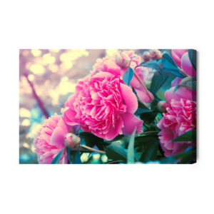Leinwandbild Pfingstrosenbusch