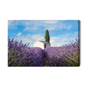 Leinwandbild Schöne Lavendelblüten