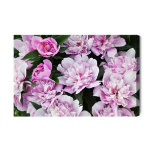 Leinwandbild Pfingstrosen Im Grünen