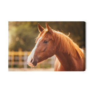 Leinwandbild Ein Pferd Im Paddock