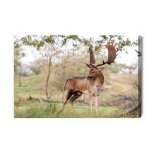 Leinwandbild Erwachsener Hirsch Mit Prächtigem Geweih