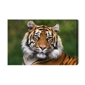 Leinwandbild Porträt Eines Bengalischen Tigers