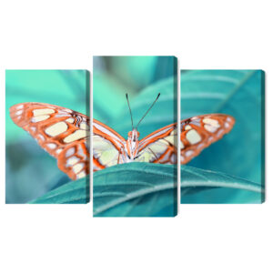 Mehrteiliges Bild Ein Schmetterling Auf Einem Blatt Im Makromaßstab