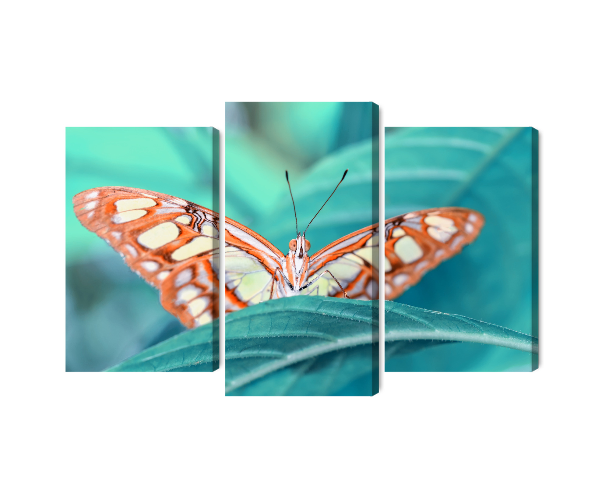 Mehrteiliges Bild Ein Schmetterling Auf Einem Blatt Im Makromaßstab