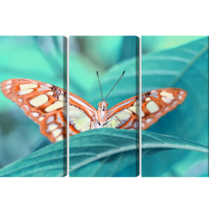 Mehrteiliges Bild Ein Schmetterling Auf Einem Blatt Im Makromaßstab