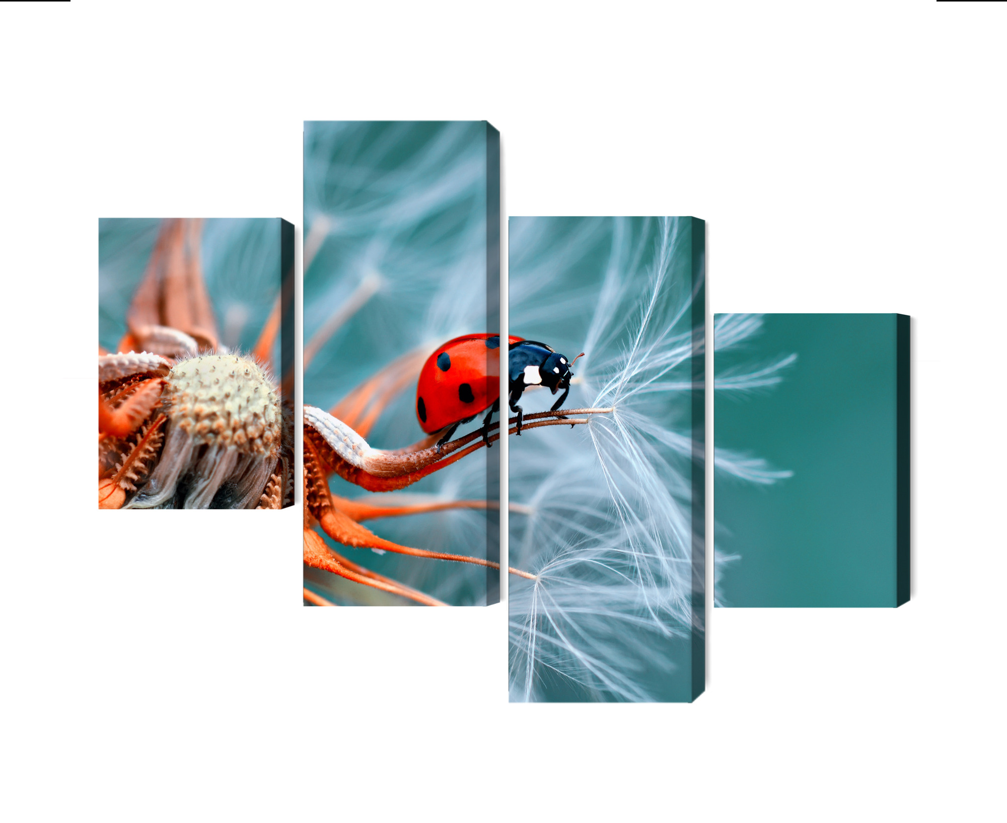 Mehrteiliges Bild Marienkäfer Auf Einem Löwenzahn Im Makromaßstab