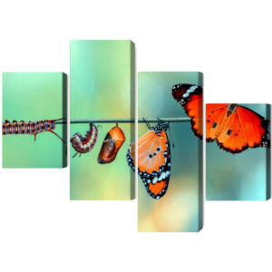 Mehrteiliges Bild Bunte Raupen Und Schmetterlinge Im Makromaßstab