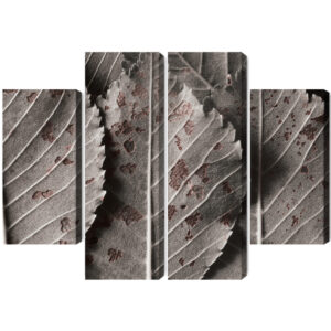 Mehrteiliges Bild Graue Blätter Im Makromaßstab