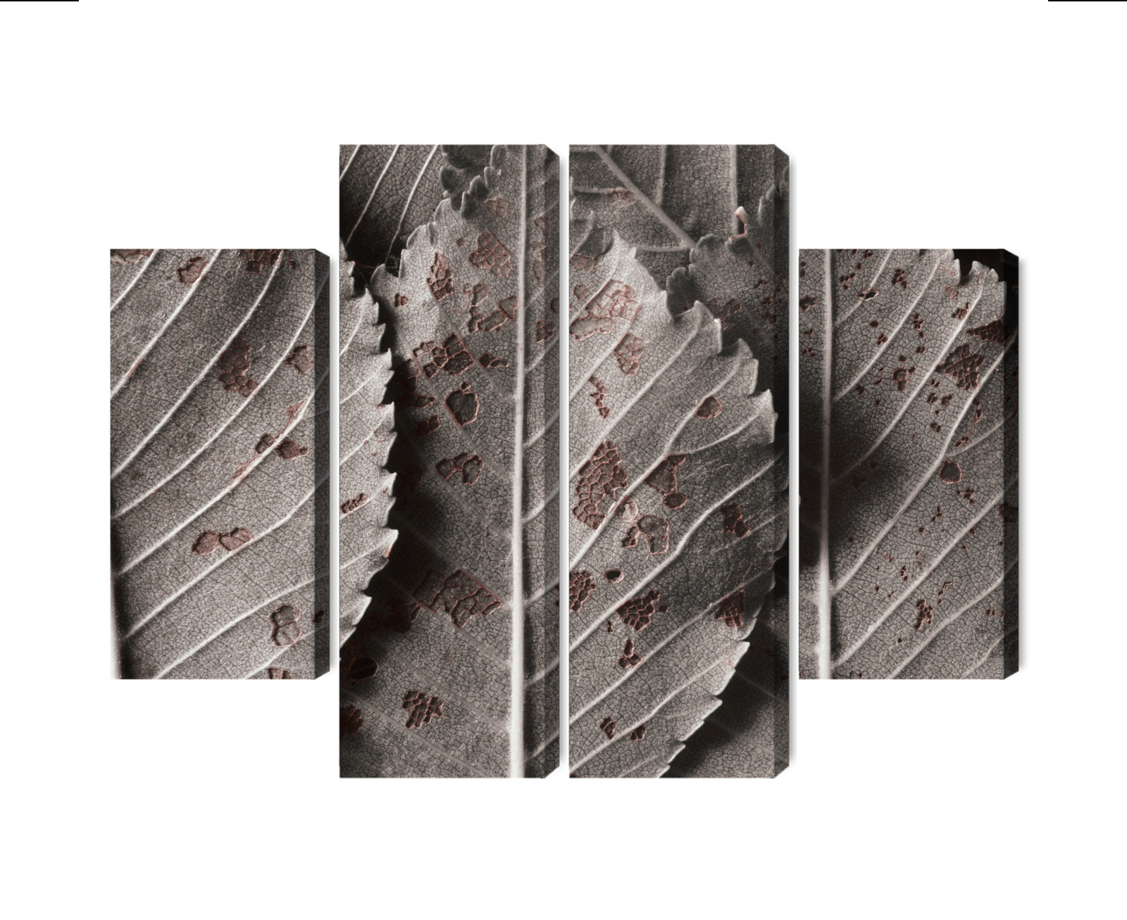 Mehrteiliges Bild Graue Blätter Im Makromaßstab
