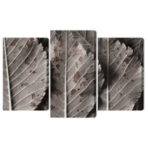 Mehrteiliges Bild Graue Blätter Im Makromaßstab