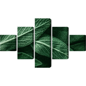 Mehrteiliges Bild Salviablätter Im Makromaßstab