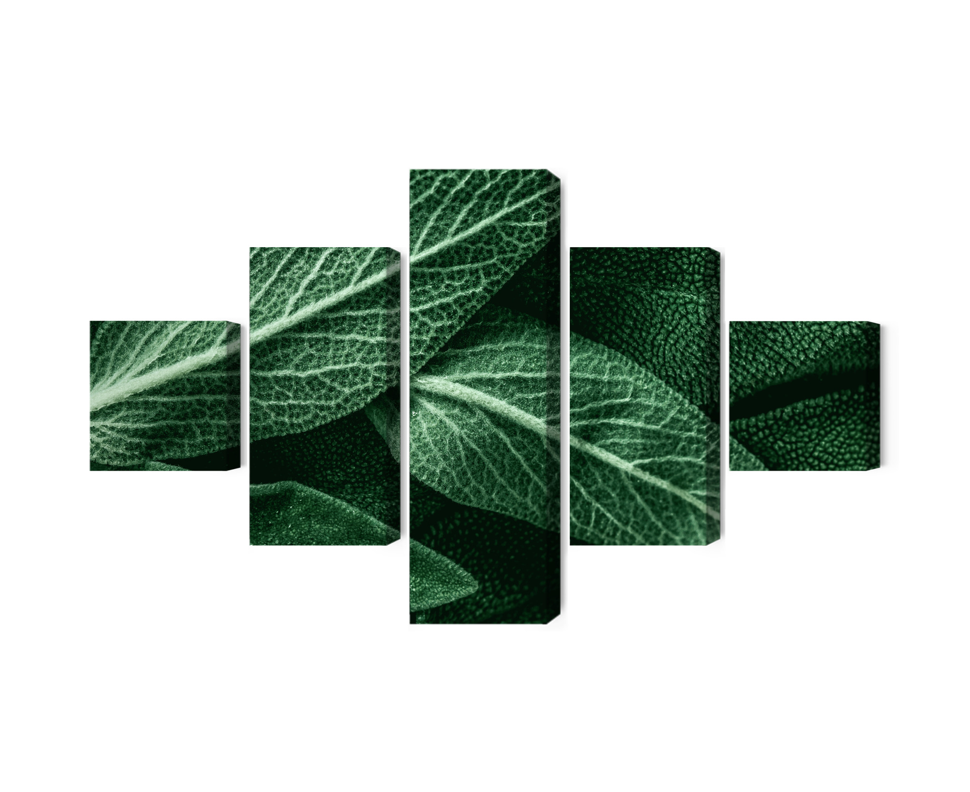 Mehrteiliges Bild Salviablätter Im Makromaßstab